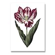 genus Tulipa 45 - 5" x 7" Museum Quality Greeting Card