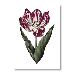 genus Tulipa 45 - 5" x 7" Museum Quality Greeting Card