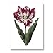 genus Tulipa 45 - 5" x 7" Museum Quality Greeting Card