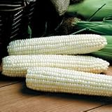 Corn Seeds - Corn Avalon Triplesweet Hybrid