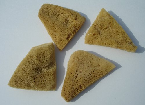 Elephant Ear Sponges - Pack of 4