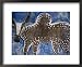Cow on a Graveyard Headstone near an Oromo village, Ethiopia Framed Art Poster Print by Janis Miglavs, 22x18