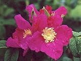 Red Rugosa Rose 15 Seeds - Rosa - HEIRLOOM - Perennial