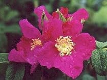 Red Rugosa Rose 15 Seeds