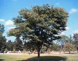 Zelkova serrata: Japanese Zelkova Seeds