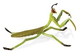 K Hidden Kingdom Insects: Praying Mantis 41BUgSKi3mL. SL160 K Hidden Kingdom Insects: Praying Mantis