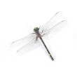 Libellule -Lifelike Dragonfly Magnets, Set of 4