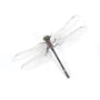 Libellule -Lifelike Dragonfly Magnets, Set of 4