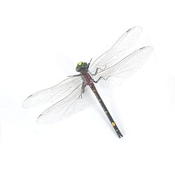 Libellule -Lifelike Dragonfly Magnets, Set of 4
