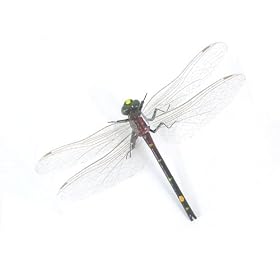 Libellule -Lifelike Dragonfly Magnets, Set of 4