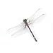Search : Libellule -Lifelike Dragonfly Magnets, Set of 4