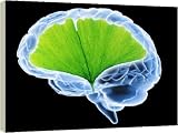 Ginkgo and human brain - 40 Inch Canvas Print (101cm) by Science Photo Library
