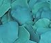Silk Rose Petals - TEAL - 200 petals per bag