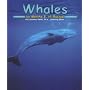 Whales (Ocean Life)