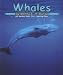Whales (Ocean Life)