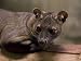 Fossa from the Henry Doorly Zoo's Desert Dome, Omaha Zoo, Nebraska Photographic Poste...