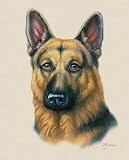 German Shepherd Art Print Poster By Judith Gibson, 8 x 10