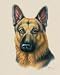 German Shepherd - Artist: Judith Gibson - Art Print on Canvas - Image Size: 8.00 by 10.00 inches Art Print on Canvas