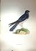 1851 British Bird Montagu'S Harrier Nature Colour Plate