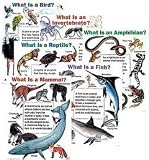 FRANK SCHAFFER PUBLICATIONS CHART PACK ALL ABOUT ANIMALS 6-PK17 X 22