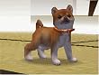 nintendogs 柴&フレンズ