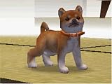 nintendogs 柴&フレンズ