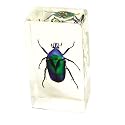 Real Bug in Crystal Clear Amber Paperweight : Green Beetle