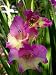 Outdoor Living : 10 Bambino Gladiolus Bulbs -NEW! - Shipping begins 1/07