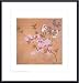 Cherry Blossoms and Wild Roses, Framed Art Print by Yun Shou P'ing
