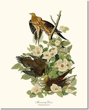 Vintage Bird Art Print: Dove, Mourning (James Audubon) 8x10 Print