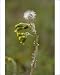 Photographic Prints of Common groundsel, in flower and fruit from Ardea Wildlife Pets