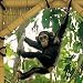 Tree House Wall Mural - Jungle Monkey Decor Accent Mural