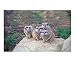 4 Meerkats Peering Education Photographic Poster Print by BuffaloWorks, 10x8