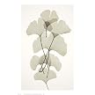 Ginkgo Poster - 18x11"
