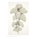 Ginkgo Poster - 18x11"