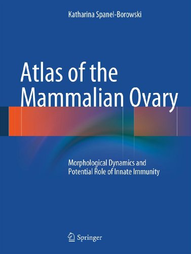 Atlas of the Mammalian Ovary: Morphological Dynamics and Potential Role of Innate Immunity