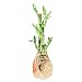 Lucky Bamboo Holiday Plant Arrangment, 5 Stalks, Curve Twisted Ceramic in Gold Metallic Foil, Oldest Gift of Good Fortune and Luck - Exclusive Design by Eve's Garden