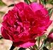 Peony Karl Rosenfield - One 3/5 Eye Rhizome