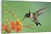 Canvas Prints of Ruby-throated Hummingbird, from Danita Delimont