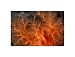 Aquatica: Jungle poster print,14 in. x 10.7 in.