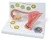 Stages of Fertilisation and the Development of the Embryo 2-Times Magnified