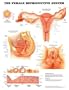 Female Reproductive System Anatomical Chart Plastic Styrene