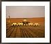 Farmer Using No-Till Corn Planter Collections Framed Photographic Poster Print by Gra...
