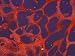 Photomicrograph Epithelium Epididymis in Scrotum Photographic Poster Print, 16x12