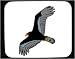 Decorated Mouse Pad with flying, wings, bird, turkey, vulture, predator