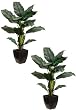 TWO 40" Bird of Paradise Plant in Squarish Container Green