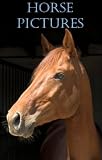 Horse Pictures Horse Pictures