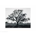 oak tree