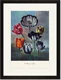 Black Framed/Matted Print 17x23, A Group of Tulips