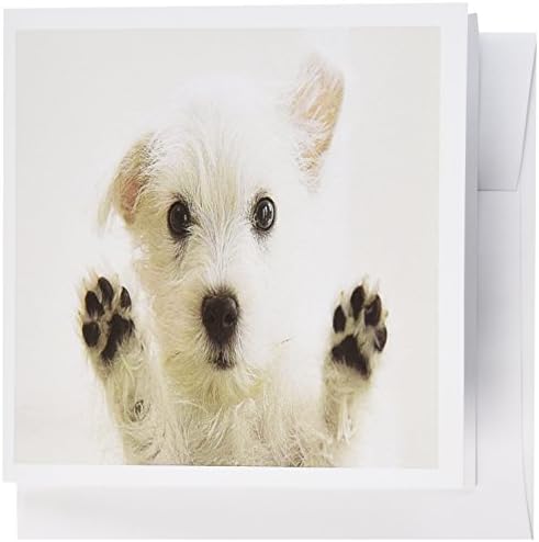 3dRose Adorable Westie Puppy With Paws Up On Glass - Greeting Cards, 6 x 6 inches, set of 6 (gc_101697_1)